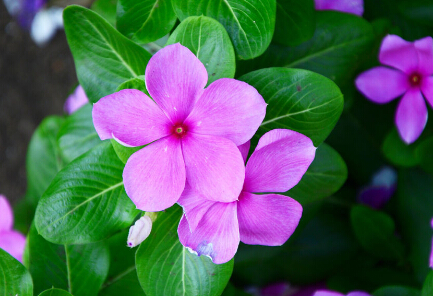 长春花苗价格||长春花批发