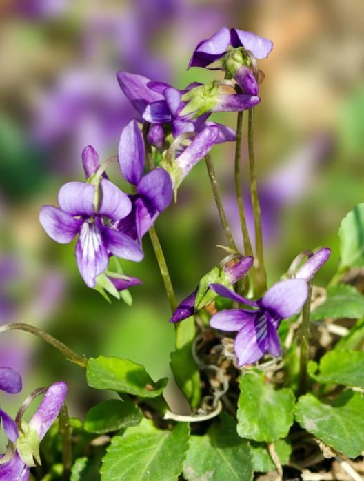 紫花地丁