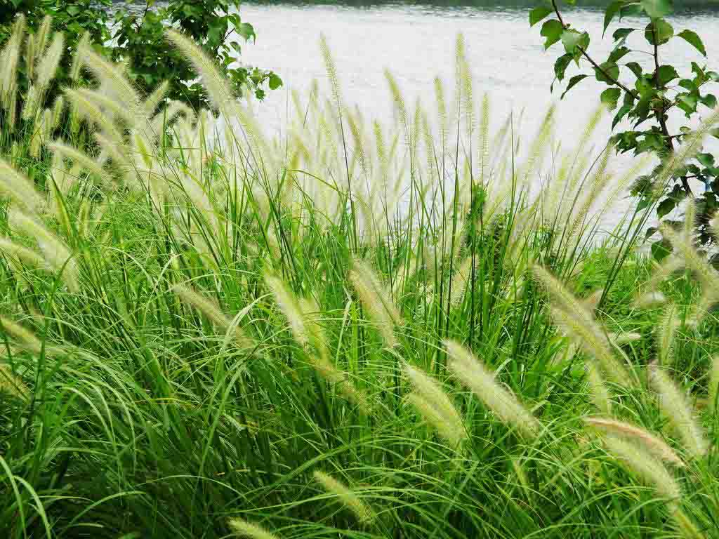 山西大布尼狼尾草杯苗培育基地