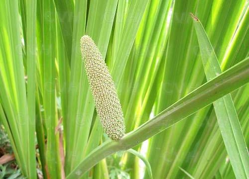 菖蒲价格||菖蒲批发