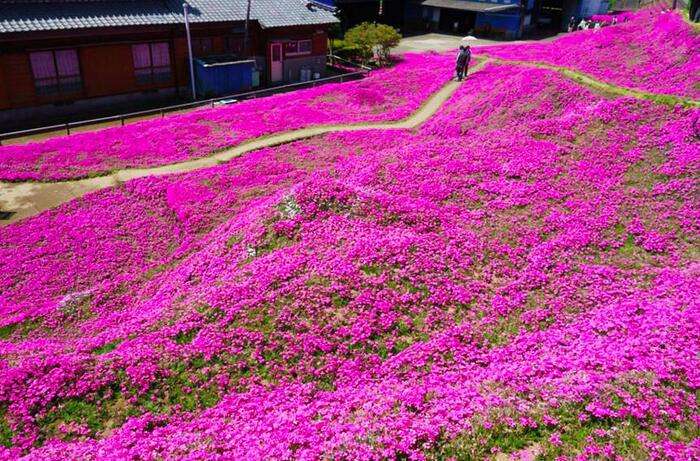 芝樱报价|芝樱供应商