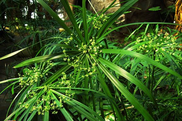 旱伞草种植基地