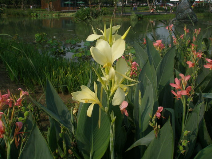 水生美人蕉种植基地