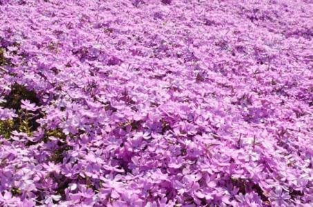 芝樱种植基地