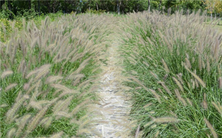 天津狼尾草幼苗培育基地