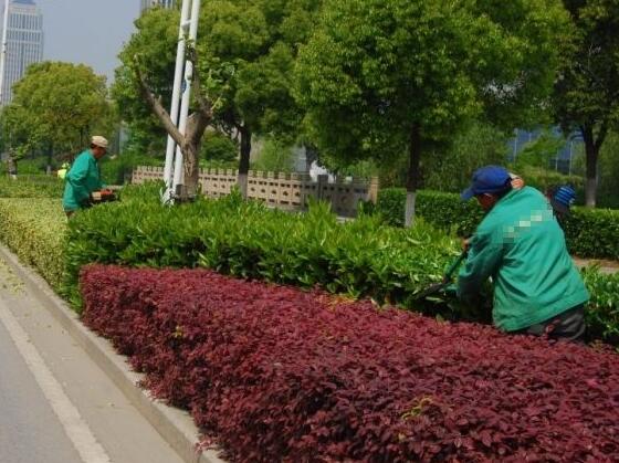 花卉租摆-江西生态农业-绿植租摆养护-净化从此刻开始