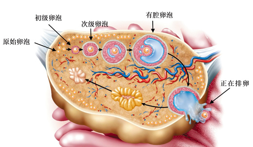 干细胞疗法能够修复更年期的过早出现以及生育问题