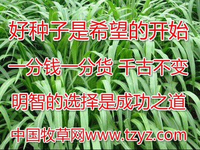 养蝗虫适合种那些牧草 养蝗虫建议黑麦草 苦荬菜 健宝等