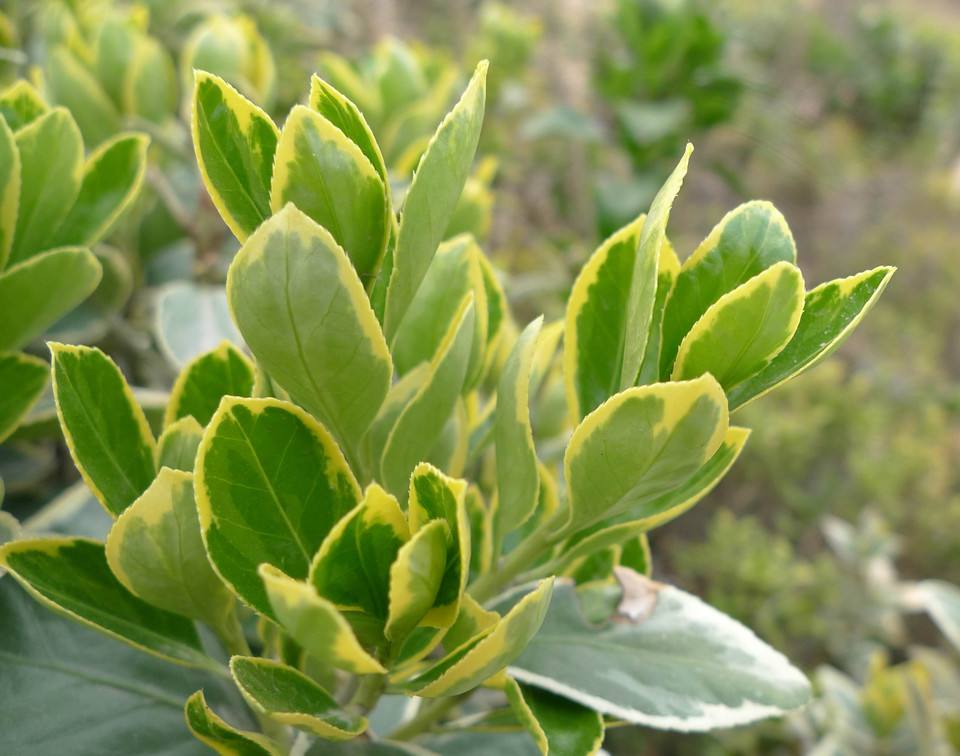 金边冬青种植基地