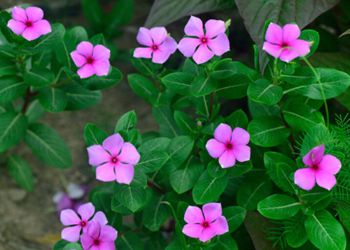 长春花（天天开）种植基地