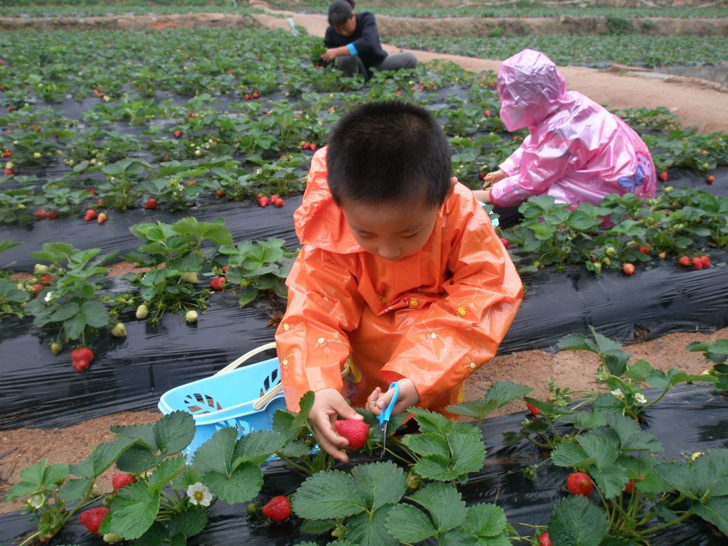 可信赖的草莓采摘推荐|郑州周末哪里郊游比较好