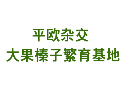 本溪满族自治县碱厂镇兴盛花圃平欧杂交大果榛子繁育