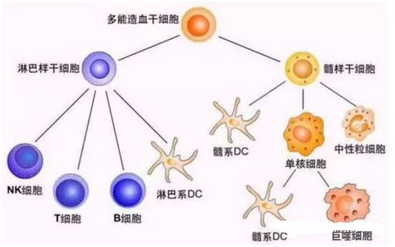 干细胞是 肝炎 方法！