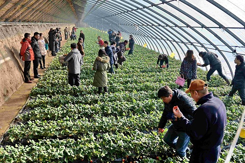 郑州专业可靠的草莓采摘-郑州草莓采摘哪家比较好