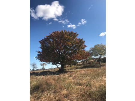 开原市兴海苗圃种子经销处出售乔木