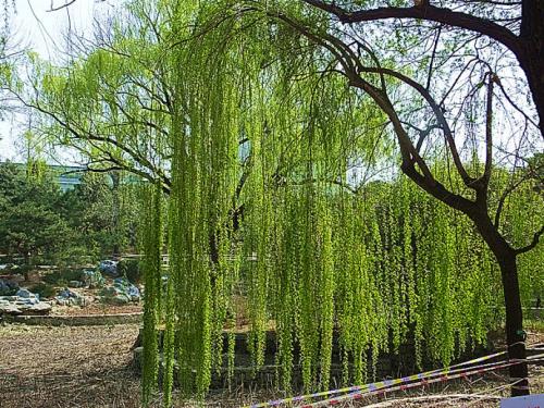 建圃小苗生产厂家，开原市兴海苗圃种子经销处可信赖！