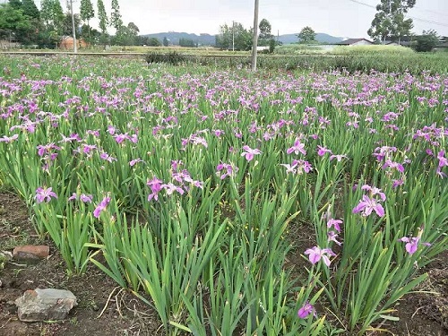 承接大中型园林绿化、山石景观、湿地水景工程