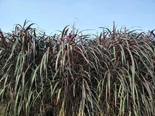 四川水生植物