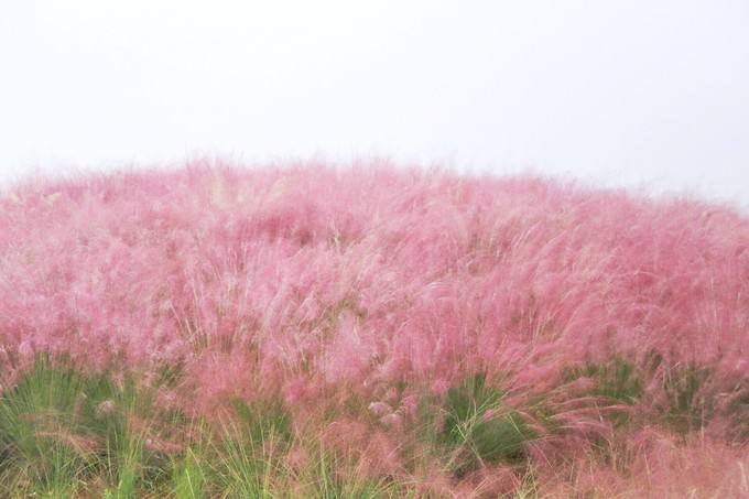 粉黛乱子草批发//粉黛乱子草种植基地