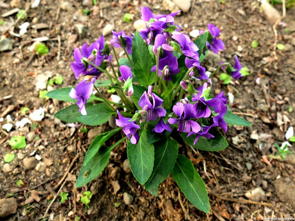 紫花地丁//紫花地丁种植基地