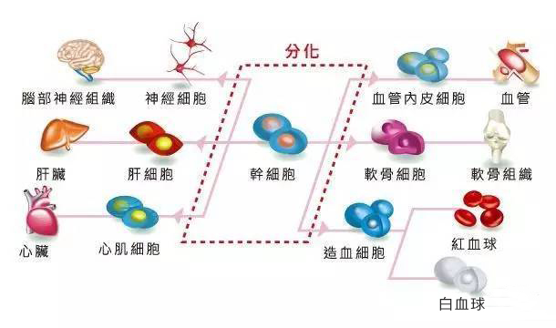 干细胞 能冶疗哪些疾病！