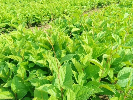 好种植的五味子苗出售