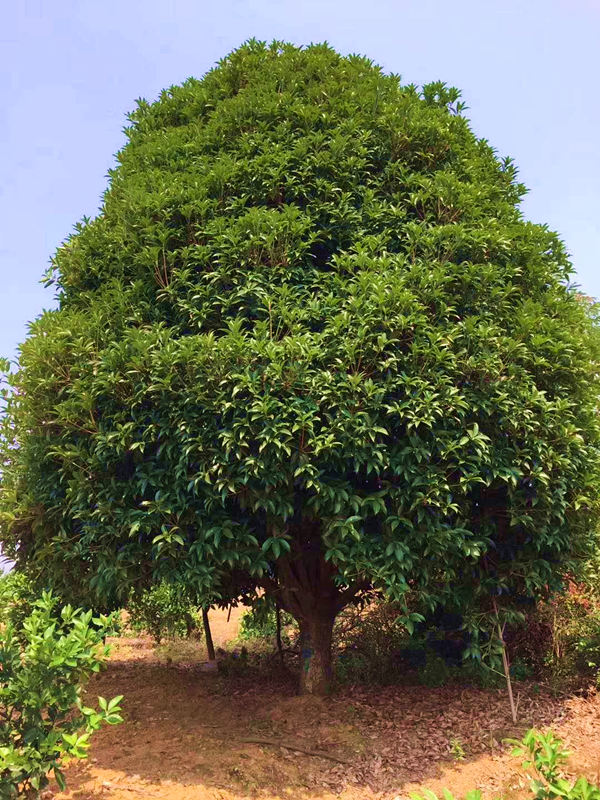 广西桂花树买卖平台