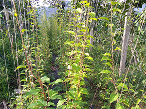 挑选丹东软枣苗-蓝岳基地，优质品种，年产量高！