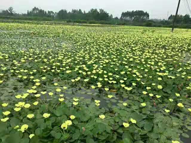 水生植物供应