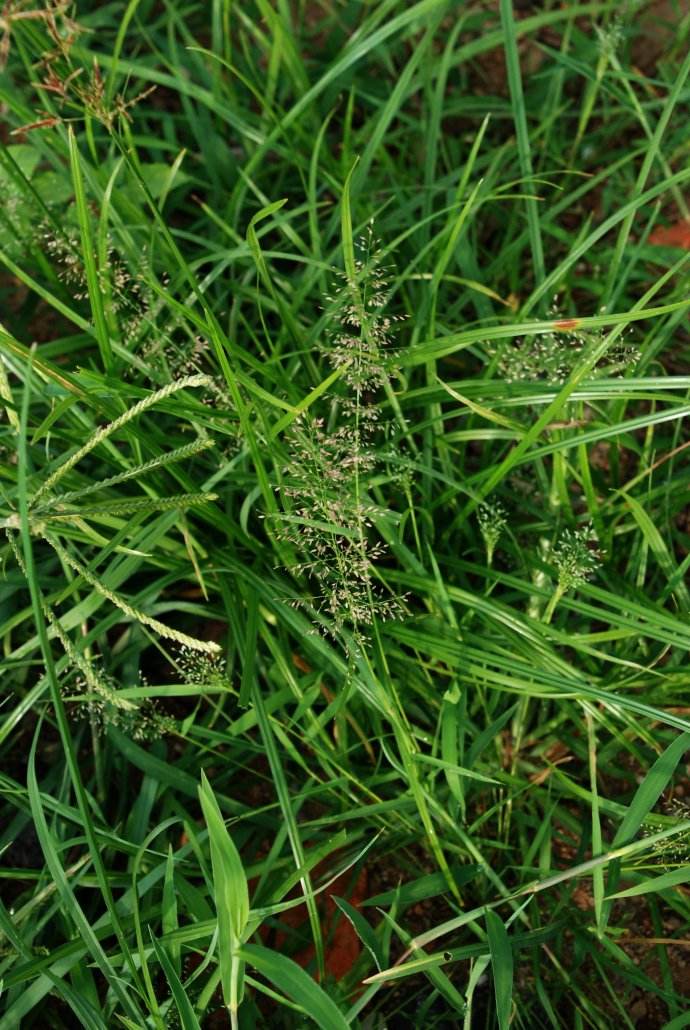 知风草//知风草种植基地