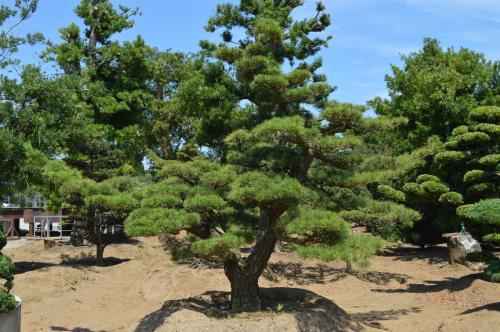 选择铁岭黑松|辽宁黑松|吉林黑松|黑龙江黑松就来开原兴海苗圃