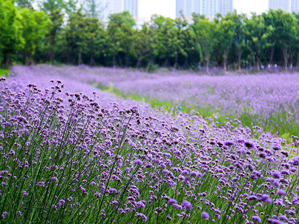 柳叶马鞭草