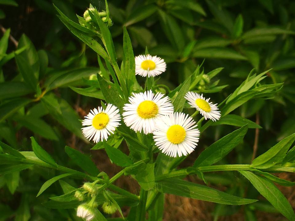 雏菊批发//雏菊种植基地