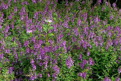 香彩雀批发//香彩雀种植基地