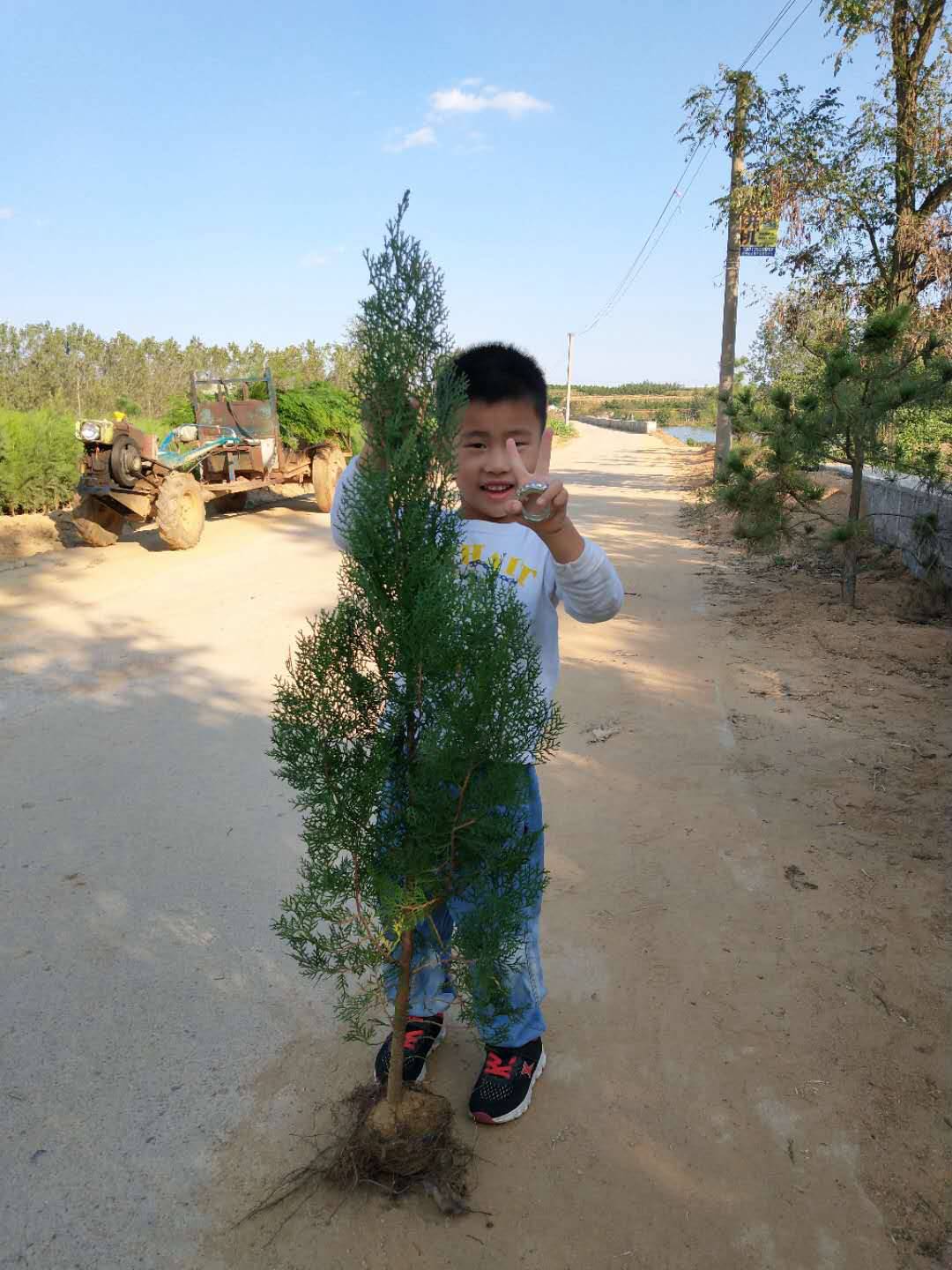 优良的侧柏苗基地推荐_浙江油松苗厂家