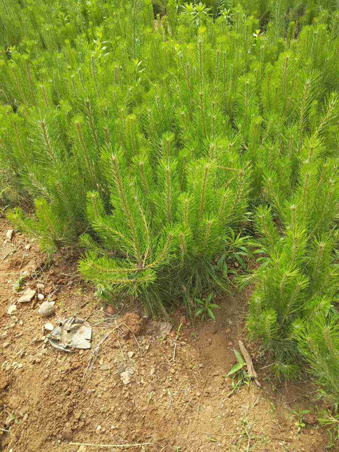 供应山东销量好的油松苗-山东海棠苗木