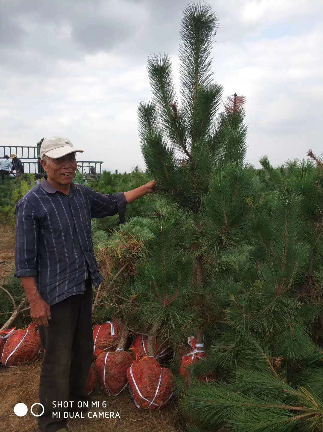 黑松苗哪家好，油松苗，侧柏苗，海棠苗品种齐全的苗木种植厂家