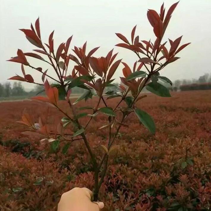 红叶石楠苗//红叶石楠苗种植基地