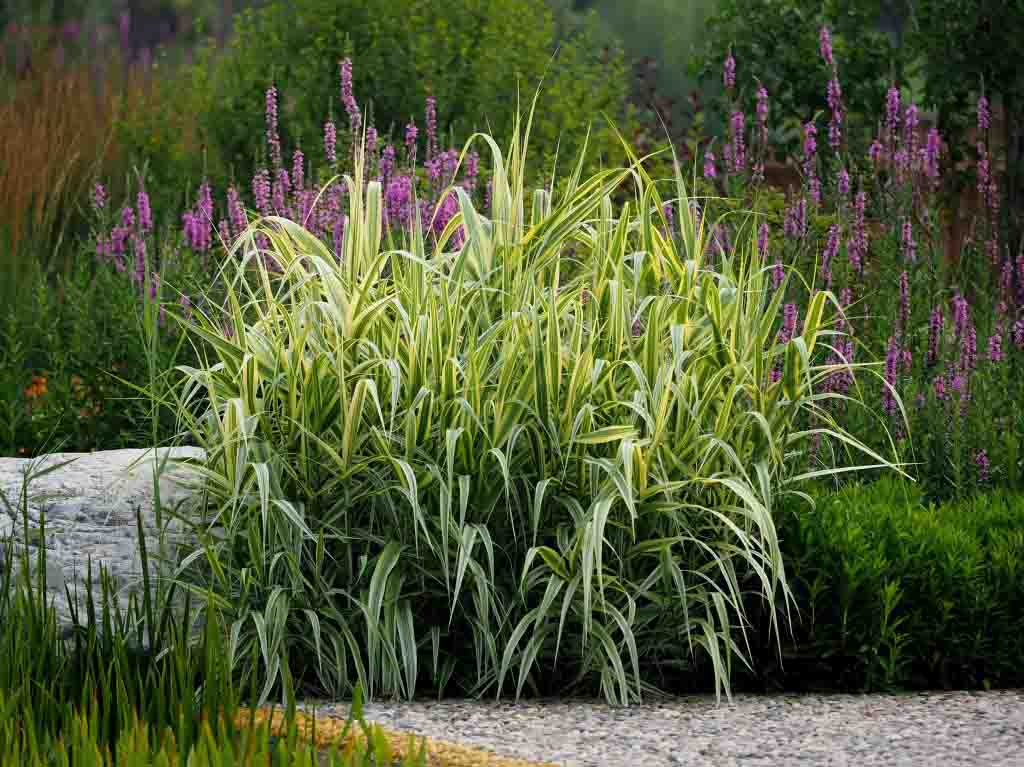 花叶芦竹批发//花叶芦竹种植基地