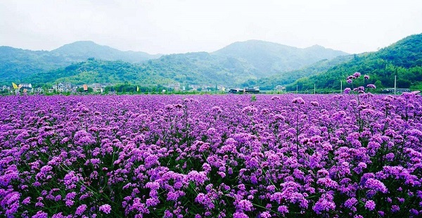 柳叶马鞭草//柳叶马鞭草种植基地