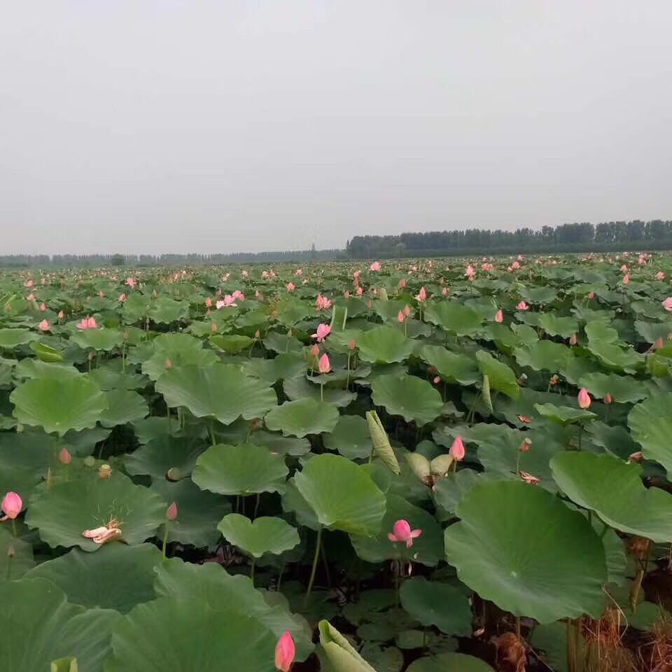 三生三世 山东荷花种植基地 山东荷花批发 山东荷花供应商