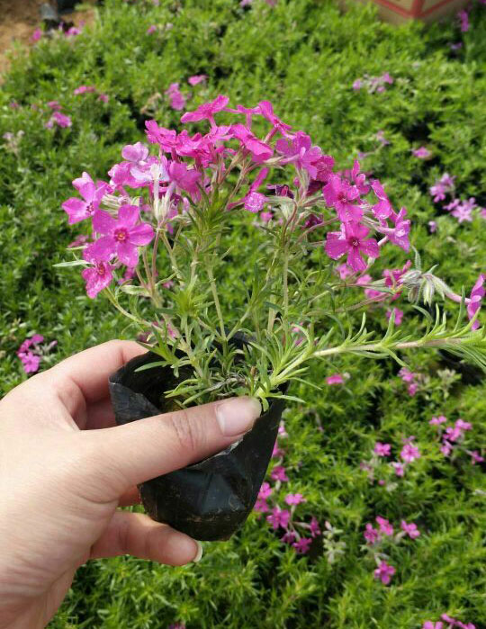 芝樱批发价格//芝樱种植基地