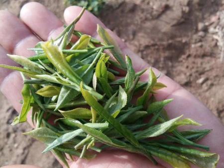 【君沅茶场】烟台茶业种植基地 山东绿茶厂家