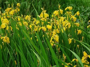 黄菖蒲出售//黄菖蒲基地//黄菖蒲花海