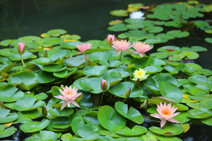 四川水生植物哪里找