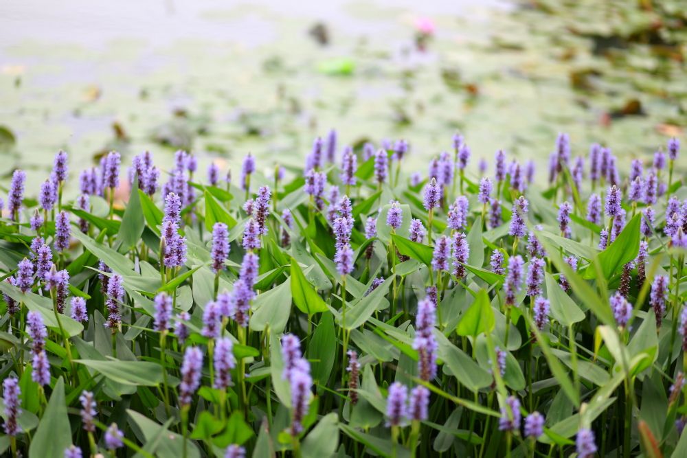 四川水生草本植物