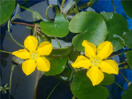 浅水性水生植物