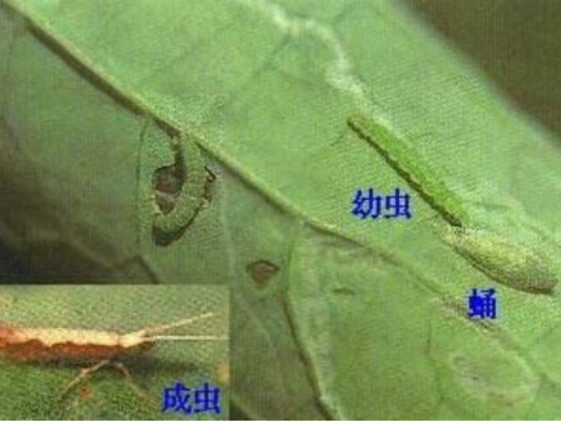 西滨镇有害生物防治|上哪找可靠的有害生物防治服务