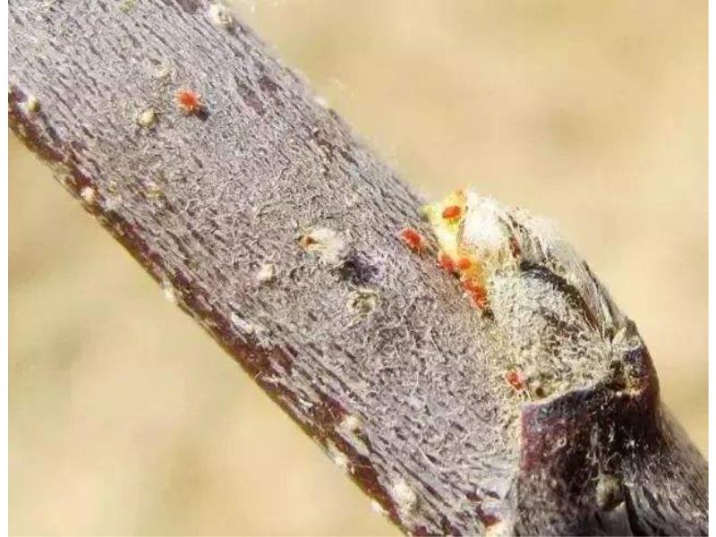 有害生物防治厂家|诚荐有害生物防治服务公司