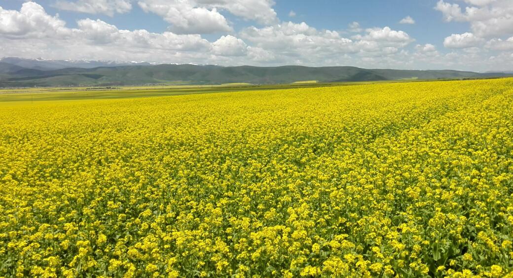 首届油菜花节平陵古城赏油菜花一日游